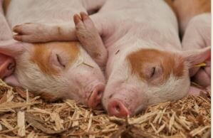 Se crea un donante alternativo