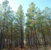 Secuencian el genoma del pino Taeda