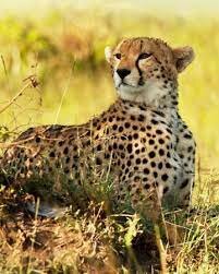 Por primera vez se clona un animal en peligro de extinción, el chita.