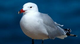 Timeline: abuelita dime tu