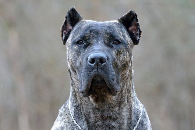 Comienzo de la monarquía parlamentaria