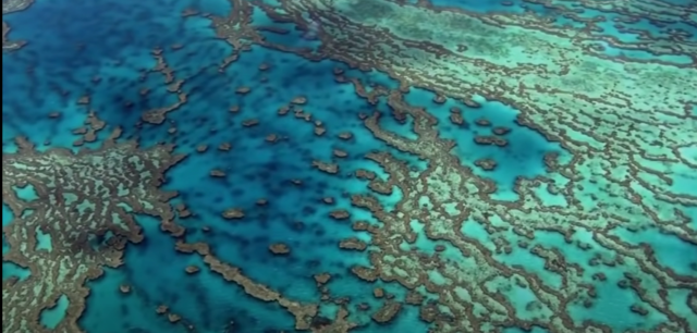 Algas que colorean la superficie y genera oxigeno