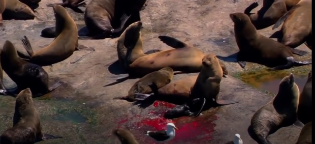 Crisis en las costas