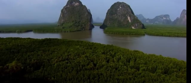 Los manglares se han reducidos