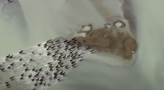 Peligro en el planeta