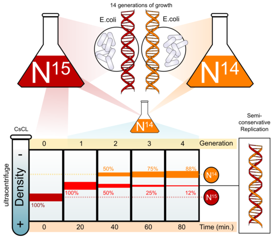 Experimento de Meselson y Stahl