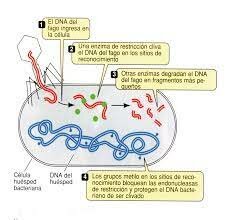 1960 Sistemas de restricción de las bacterias