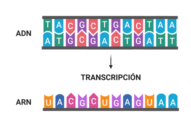 1964 Se comprueba la secuencia de nucleótidos del DNA es igual a la de aminoasidos
