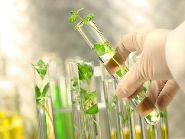 1984 Primeras plantas transgénicas