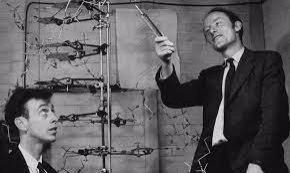 1953 Creación del primer modelo de ADN de doble hélice
