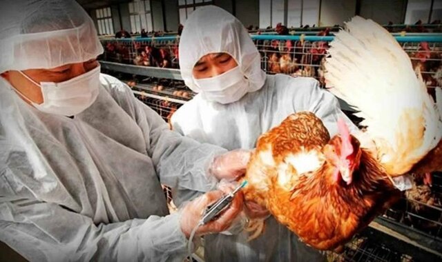 Epidemias por IAAP (H5N1)