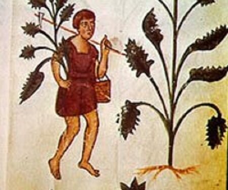 Evidencia más antigua de uso de plantas medicinales