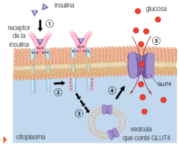 Descobriment de la relació entre la diabetis i l'insulina