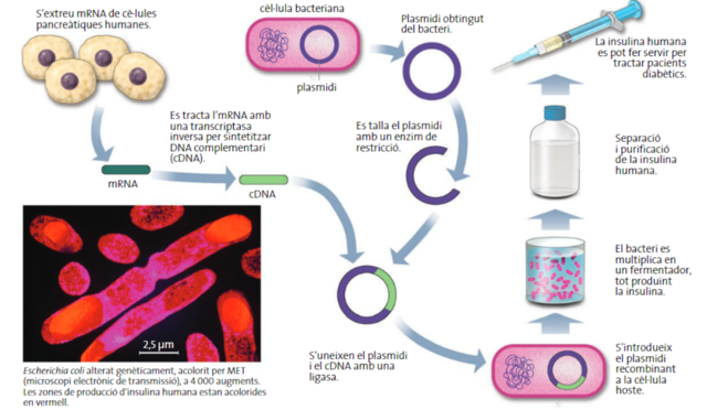 Descobriment de la tècnica de fabricar insulina recombinada.