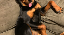 Timeline: History of health care Baumgarten