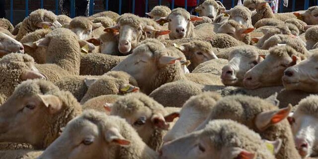 SUPRESIÓN DE LA MESTA