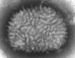Semilla vaccinia en México