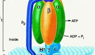 H.M. Kalcar y B.A. Belitzer