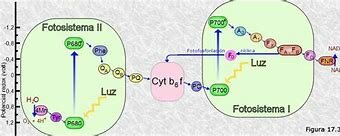 R. Hill y F. Bendall
