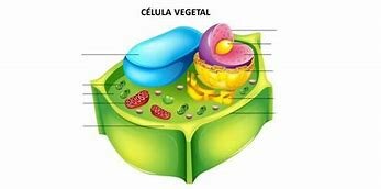 Klein y  colaboradores