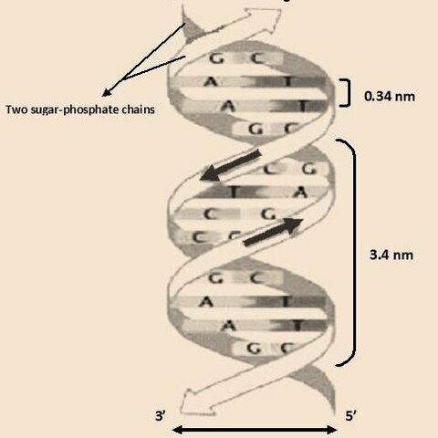 El descubrimiento de la estructura del ADN por James Watson y Francis Crick