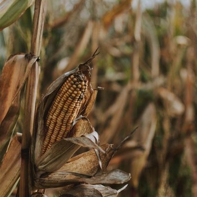 Timeline: La economía en el tiempo