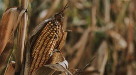 Timeline: La economía en el tiempo