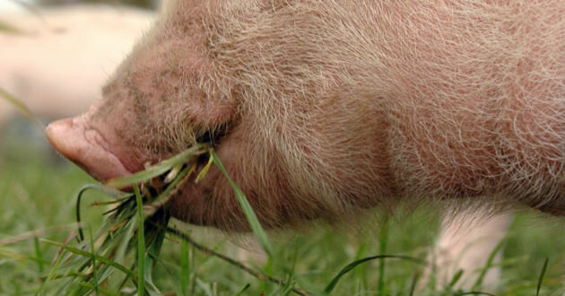 AGRICULTURA I RAMADERIA