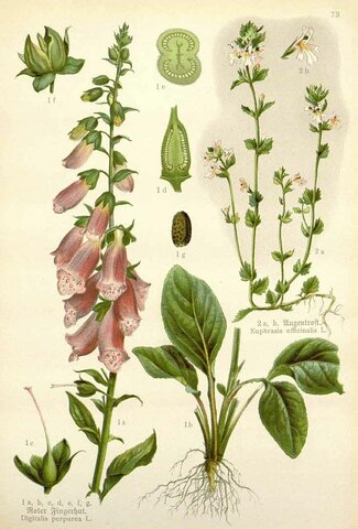 Medicines used today