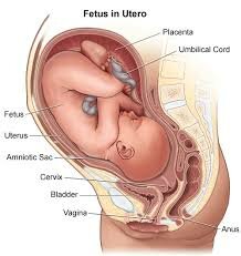 Unborn fetus’