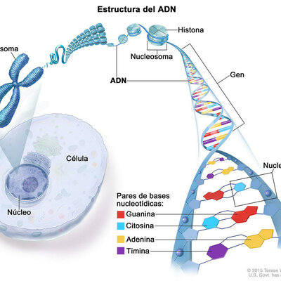 Timeline: Ingeniería genética en el tratamiento del cáncer