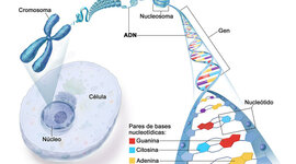 Timeline: Ingeniería genética en el tratamiento del cáncer
