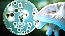 Timeline: Descubrimientos de la microbiología