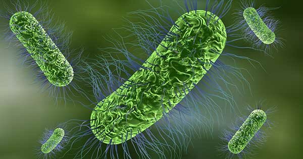 Es seqüència el genoma de la bacteria E.Coli
