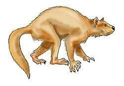 56 Millones de años