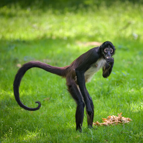 17 Millones de años
