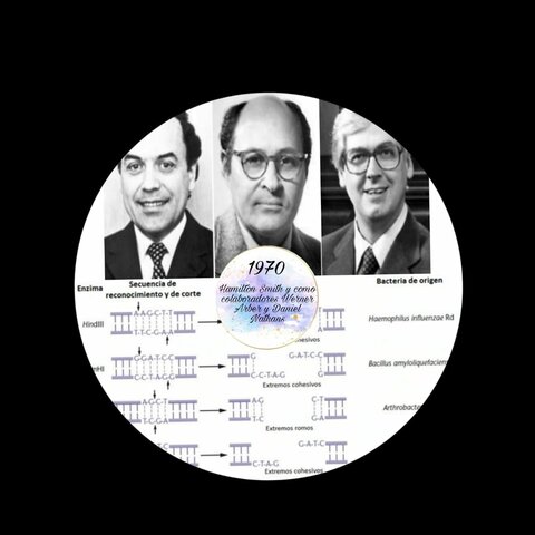 Smith Enzimas de restricción de tipo II