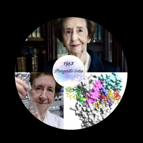 Salas ADN polimerasa phi29