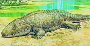 Siguiente evolución (Baranox)