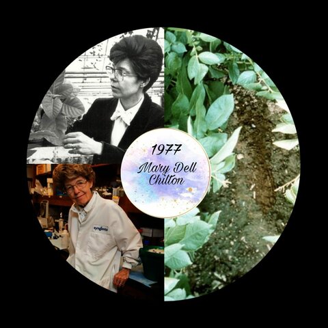 Chilton Planta genéticamente modificada