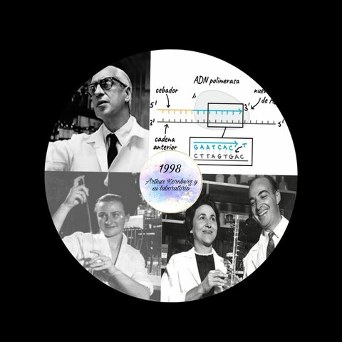 Kornberg ADN polimerasa células E.Coli