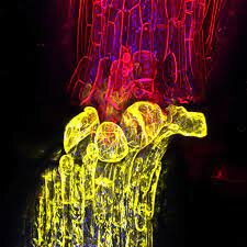 Completion of the Human Genome Draft