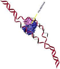 Descubrimiento de la PCR