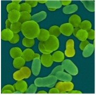 Genomas de microorganismos  y diagnóstico molecular
