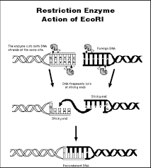 Descubrimiento de Enzimas de Restricción