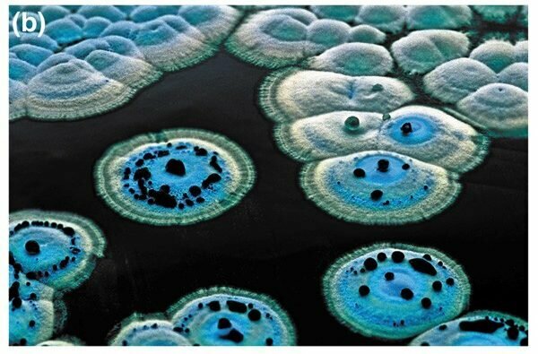 Secuenciación el genoma de la bacteria Streptomyces coelicolor.