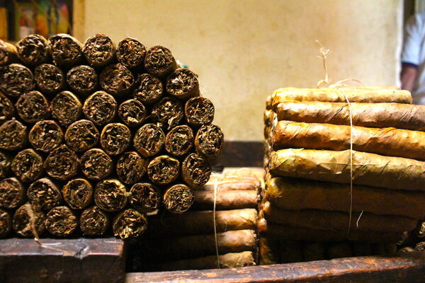 INICIA EL TABACO DE EXPORTACION