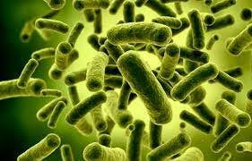 Bacillus subtilis puede producir dos esporas en la misma célula madre.