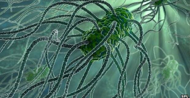 Salmonella Typhimurium (ST313)