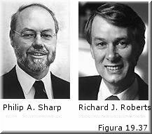 Phillip Sharp y Robert Richard reciben el nobel por los estudios genéticos y su descubrimiento de los Split gens